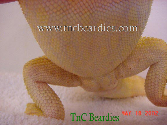 Duke's Belly Color