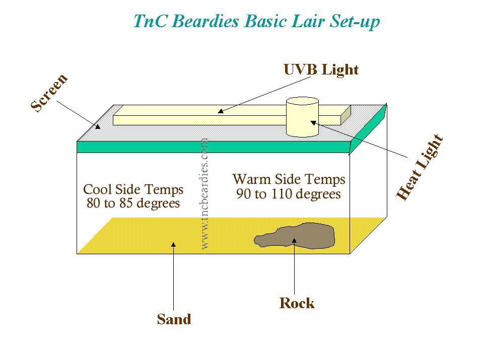 Basic Lair Set-Up