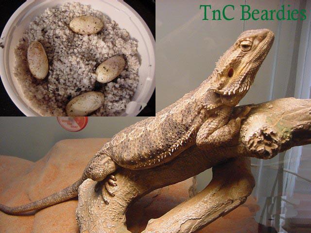 Lucy and her eggs